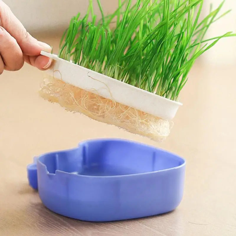 Cat Grass Growing Kit Whale Shape Cat Grass Pot Layered Design Soillness Hydroponic Sprout Tray Hollow Planting Box for Cats